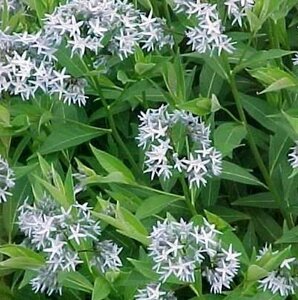 Amsonia tabernaemontana salicifolia P9