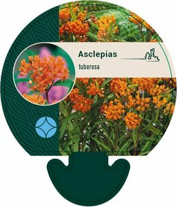 Asclepias tuberosa P9