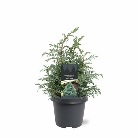 Chamaecyparis pisifera 'Baby Blue' 25/30 C. - afbeelding 5