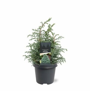 Chamaecyparis pisifera 'Baby Blue' 25/30 C. - afbeelding 5