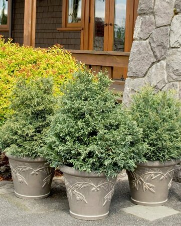 Chamaecyparis pisifera 'Baby Blue' 25/30 C. - afbeelding 6