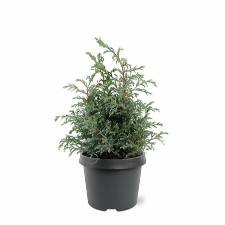 Chamaecyparis pisifera 'Baby Blue' 25/30 C. - afbeelding 8