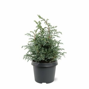 Chamaecyparis pisifera 'Baby Blue' 25/30 C. - afbeelding 8