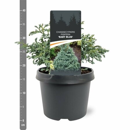Chamaecyparis pisifera 'Baby Blue' 25/30 C. - afbeelding 1