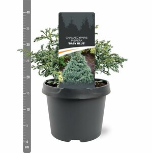 Chamaecyparis pisifera 'Baby Blue' 25/30 C.