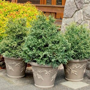 Chamaecyparis pisifera 'Baby Blue' 25/30 C. - afbeelding 2