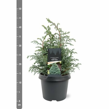 Chamaecyparis pisifera 'Baby Blue' 25/30 C. - afbeelding 7