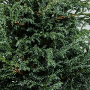 Chamaecyparis pisifera 'Baby Blue' 25/30 C. - afbeelding 6