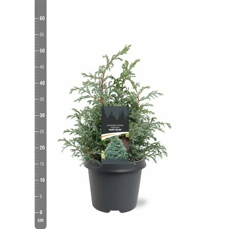 Chamaecyparis pisifera 'Baby Blue' 25/30 C. - afbeelding 8