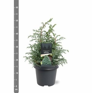 Chamaecyparis pisifera 'Baby Blue' 25/30 C. - afbeelding 8