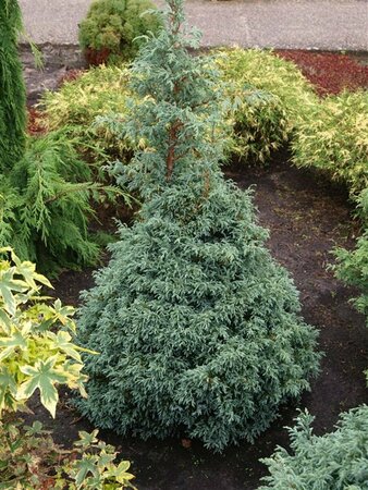 Chamaecyparis pisifera 'Baby Blue' 25/30 C. - afbeelding 9