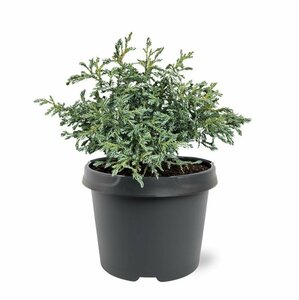 Chamaecyparis pisifera 'Baby Blue' 25/30 C. - afbeelding 4