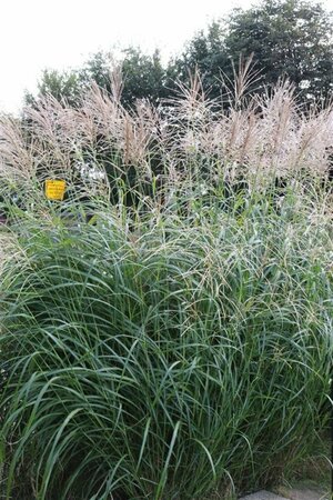 Miscanthus sinensis 'Silberfeder' C2 - afbeelding 4