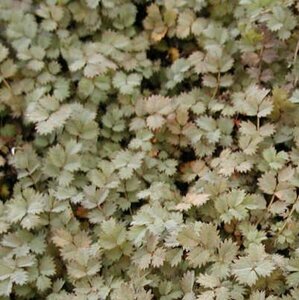 Acaena microphylla P9