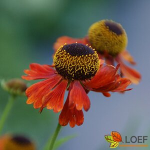 Helenium 'Moerheim Beauty' C2