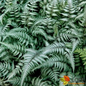Athyrium niponicum 'Metallicum' C2