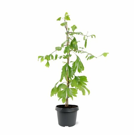 Ginkgo biloba 10-12 C.  - afbeelding 13