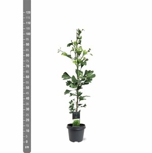 Ginkgo biloba 10-12 C.  - afbeelding 3