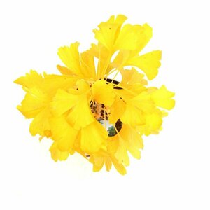 Ginkgo biloba 10-12 C.  - afbeelding 11