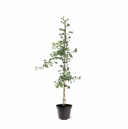 Ginkgo biloba 10-12 C.  - afbeelding 17