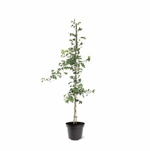 Ginkgo biloba 10-12 C.  - afbeelding 17