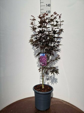 Acer palmatum 'Bloodgood' 100/125 C. - afbeelding 2