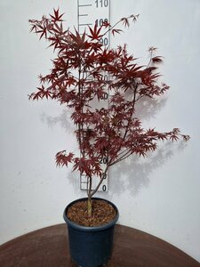 Acer palmatum 'Bloodgood' 100/125 C. - afbeelding 4