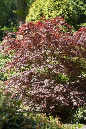 Acer palmatum 'Bloodgood' 100/125 C. - afbeelding 5