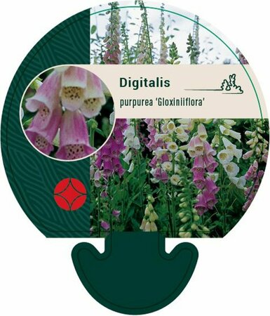 Digitalis purpurea 'Gloxiniiflora' P9 - afbeelding 5