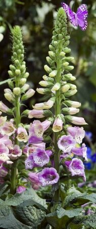 Digitalis purpurea 'Gloxiniiflora' P9 - afbeelding 2