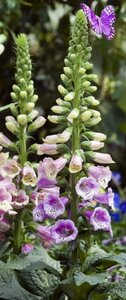Digitalis purpurea 'Gloxiniiflora' P9 - afbeelding 2