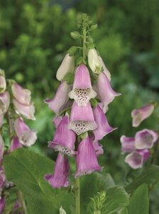 Digitalis purpurea 'Gloxiniiflora' P9 - afbeelding 4