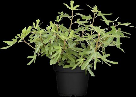 Ficus car. 'Rouge de Bordeaux' 150/175 C. Solitair - afbeelding 2