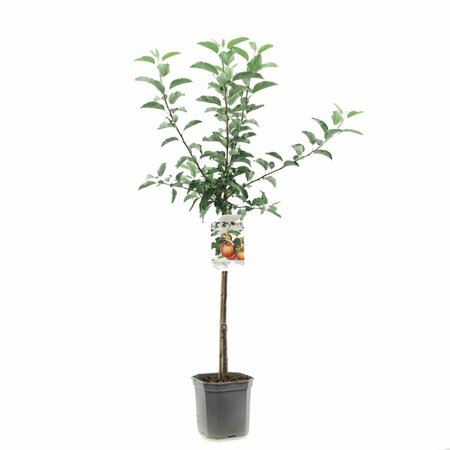 Malus domestica 'Gala' 125/150 C. - afbeelding 2