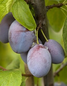 Prunus domestica 'Hauszwetsche' 125/150 C. Lei
