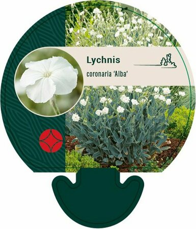 Lychnis coronaria 'Alba' P9 - afbeelding 3