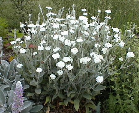 Lychnis coronaria 'Alba' P9 - afbeelding 1