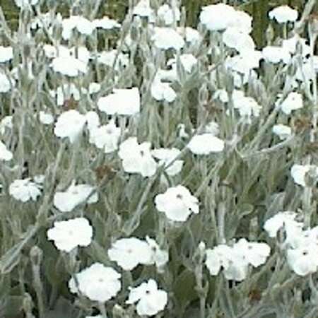 Lychnis coronaria 'Alba' P9 - afbeelding 2