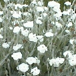 Lychnis coronaria 'Alba' P9 - afbeelding 2