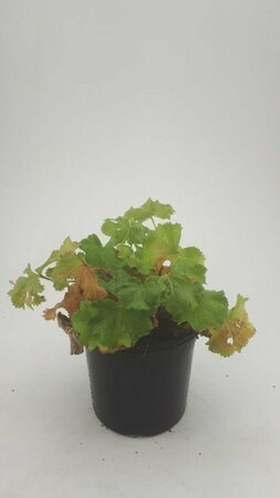 Alchemilla mollis P9 - afbeelding 13