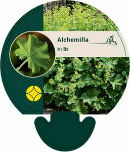 Alchemilla mollis P9 - afbeelding 5