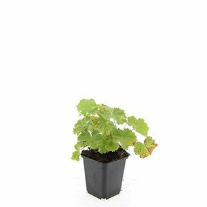 Alchemilla mollis P9 - afbeelding 7