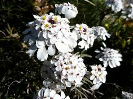 Iberis sempervirens 'Schneeflocke' P9 - afbeelding 2