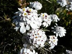 Iberis sempervirens 'Schneeflocke' P9 - afbeelding 2