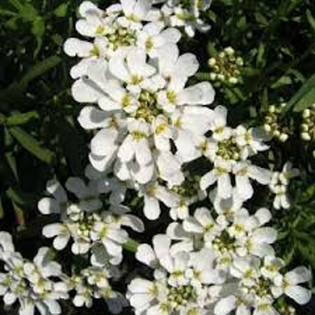 Iberis sempervirens 'Schneeflocke' P9 - afbeelding 3