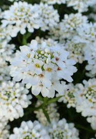 Iberis sempervirens 'Schneeflocke' P9 - afbeelding 4