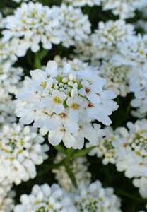 Iberis sempervirens 'Schneeflocke' P9 - afbeelding 4