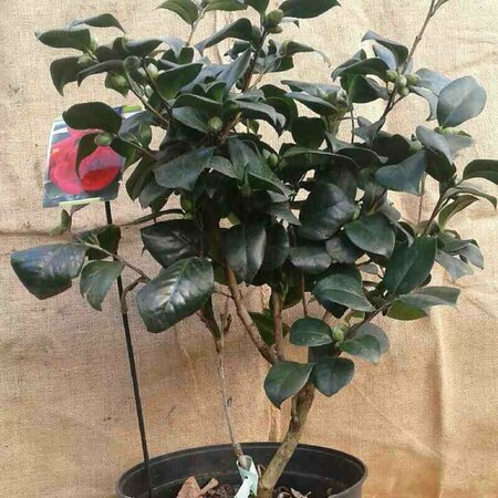Camellia japonica 'Lady Campbell' 60/80 C. - afbeelding 3