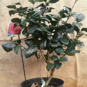 Camellia japonica 'Lady Campbell' 60/80 C. - afbeelding 3