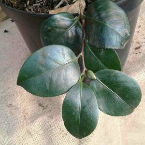 Camellia japonica 'Lady Campbell' 60/80 C. - afbeelding 2
